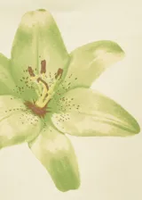 Top color crema con estampado de una flor verde, cuello halter y ribete verde claro.