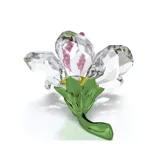 Florere Hibisco, Pequeño