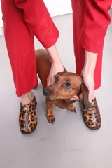 Mula con estampado de leopardo, capellada de cuero con pelo animal print bicolor, forro textil suave, plantilla acolchada y suela sintética. Tiene taco bloque de altura media (5 cm).