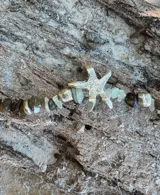 Collar de alpaca con cuentas de labradorita, jaspe rojo y cuarzo lima. Incluye una estrella de mar realizada a mano y una perla de río natural.