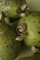 Anillo dorado con diseño de coral marino.