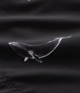 Bermuda de baño masculina confeccionada en microfibra negra con estampado de ballenas blancas. Posee cintura elástica con cordón ajustable y un bolsillo trasero.