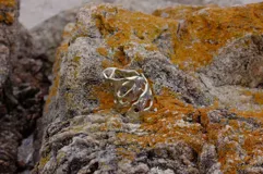 Anillo dorado con diseño abstracto con aberturas.