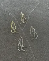 Aros plateados con forma de rama de árbol.