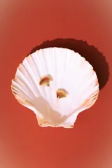 Aretes tipo stud dorados con forma de concha marina estriada.